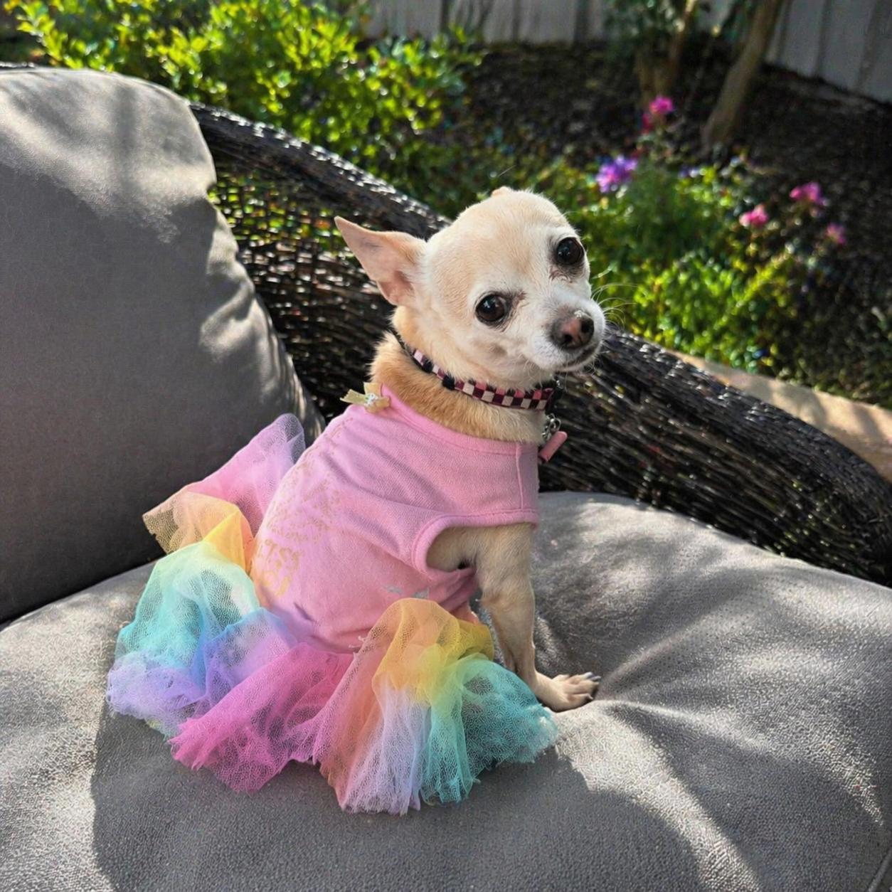 Candy, ADOPTABLE, Adult Female Chihuahua.