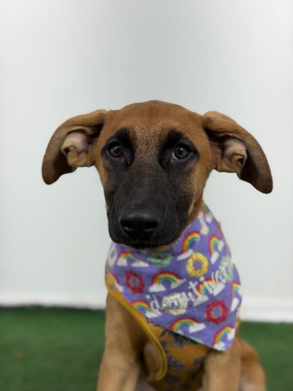 Enlarge Bella, a Adoptable mixed breed in Palo Alto, CA image 1/1