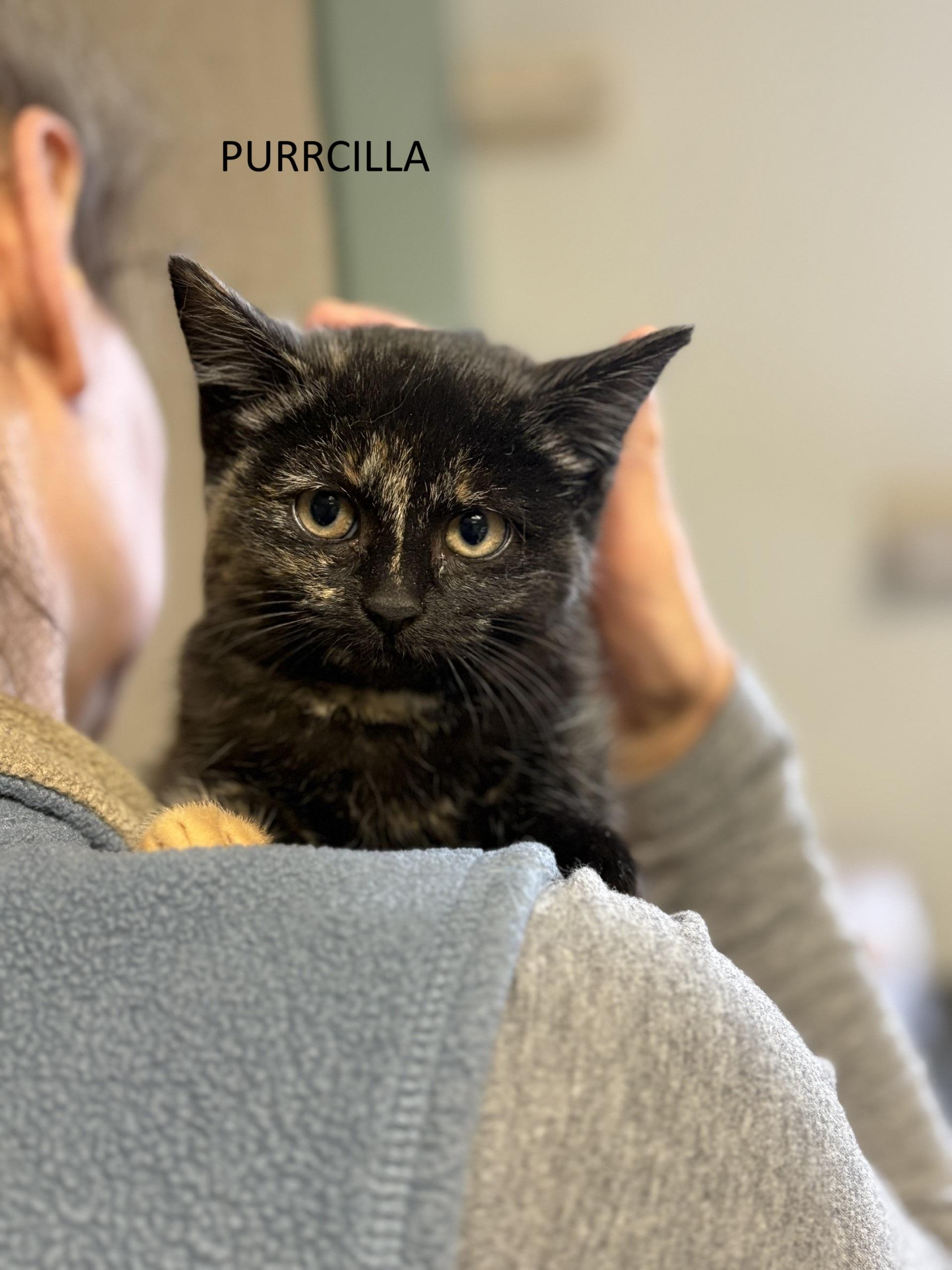 Purrcilla, ADOPTABLE, Kitten Female Domestic Short Hair.