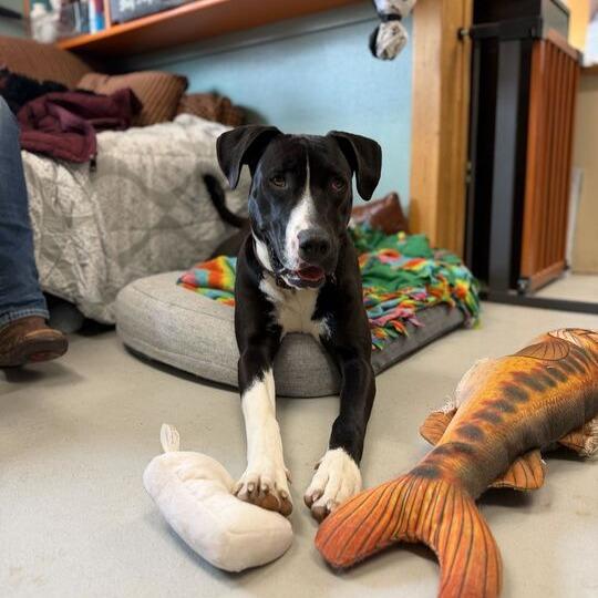 Enlarge Kayce, a Adoptable mixed breed in Driggs, ID image 1/4