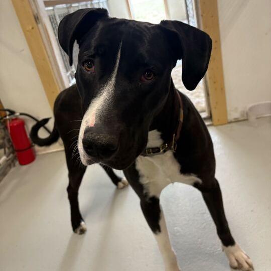 Enlarge Kayce, a Adoptable mixed breed in Driggs, ID image 2/4