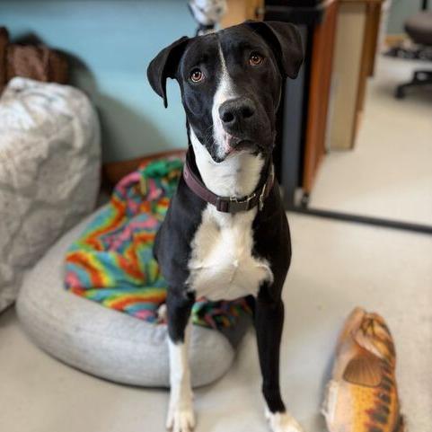 Enlarge Kayce, a Adoptable mixed breed in Driggs, ID image 4/4