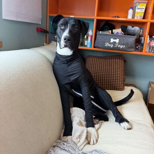 Kayce, a Adoptable mixed breed in Driggs, ID image 5/6