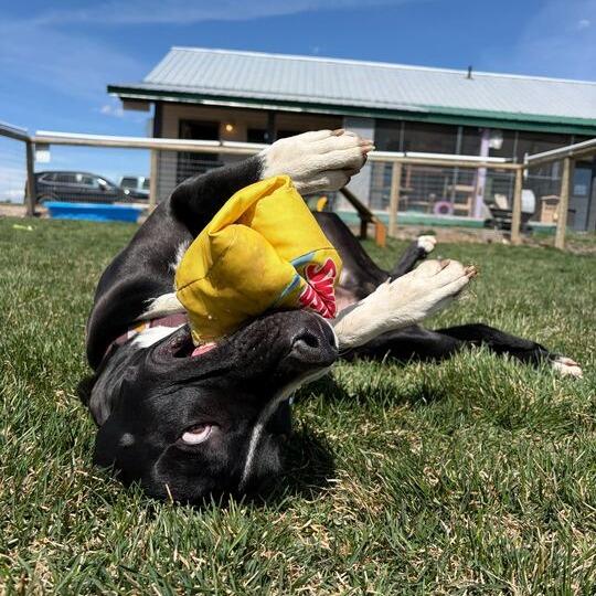 Kayce, a Adoptable mixed breed in Driggs, ID image 6/6