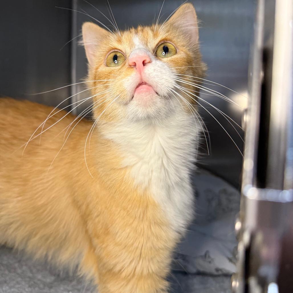 Lucille, Adoptable, Adult Female Domestic Medium Hair.