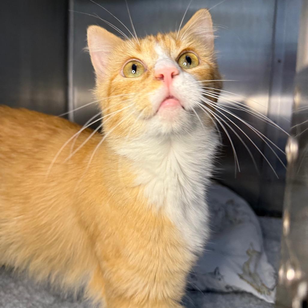 Enlarge Lucille, a Adoptable Domestic Medium Hair in Arden, NC image 2/6
