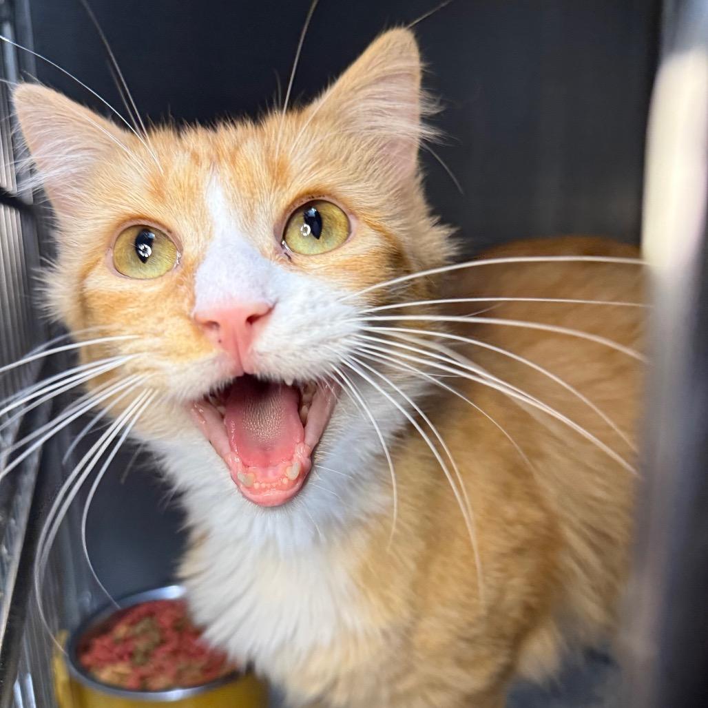Enlarge Lucille, a Adoptable Domestic Medium Hair in Arden, NC image 3/6