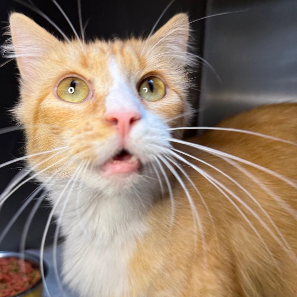 Enlarge Lucille, a Adoptable Domestic Medium Hair in Arden, NC image 4/6