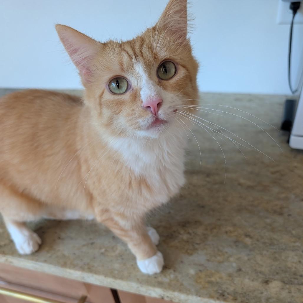 Enlarge Lucille, a Adoptable Domestic Medium Hair in Arden, NC image 5/6