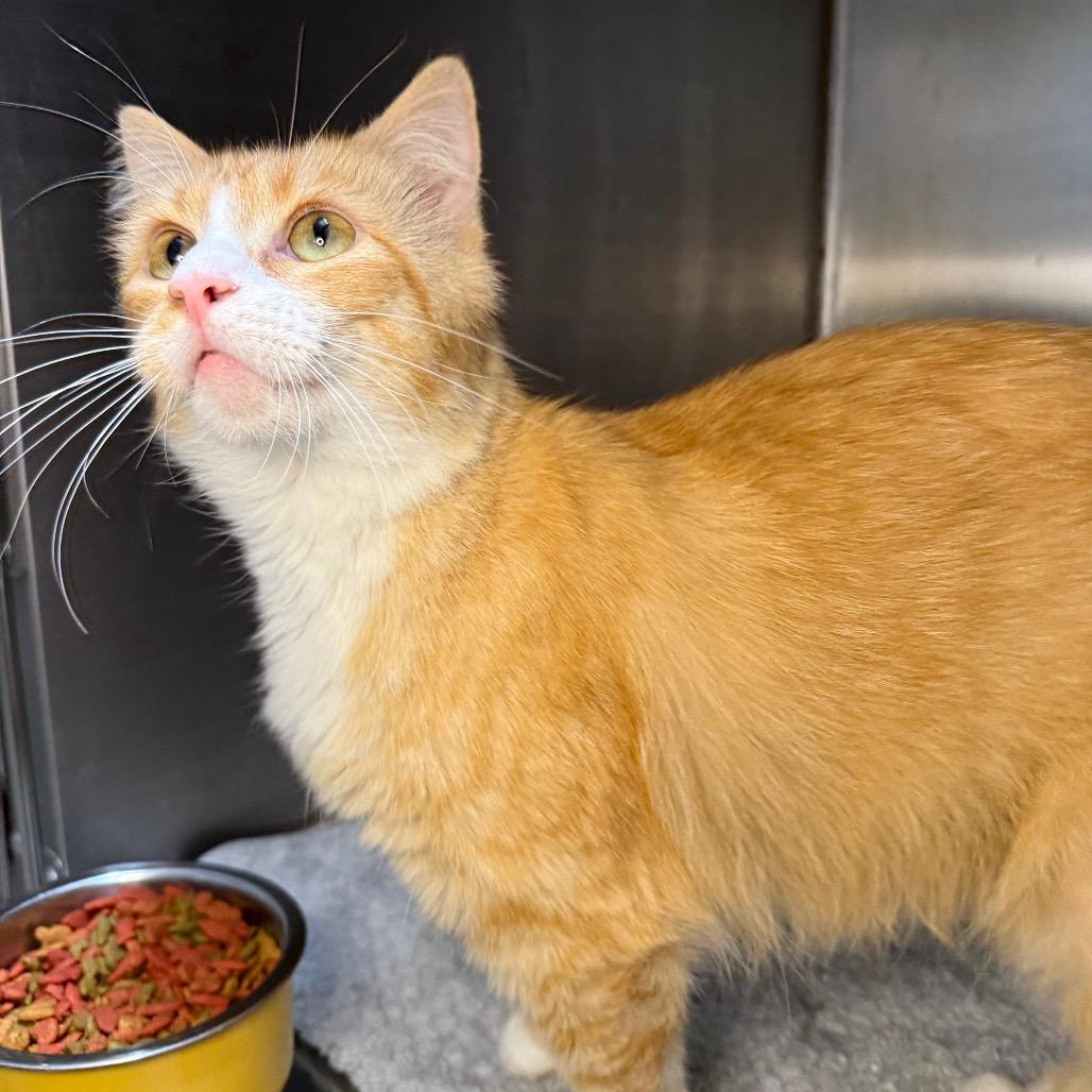 Enlarge Lucille, a Adoptable Domestic Medium Hair in Arden, NC image 6/6