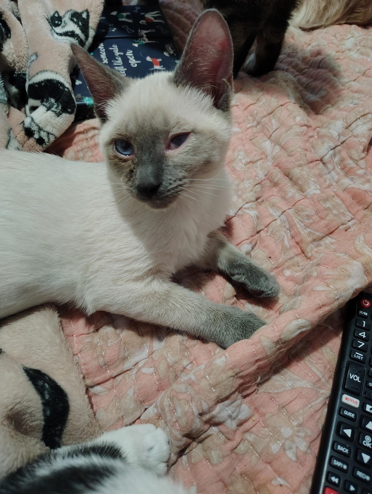 O’Neil, Adopted, Young Male Siamese.
