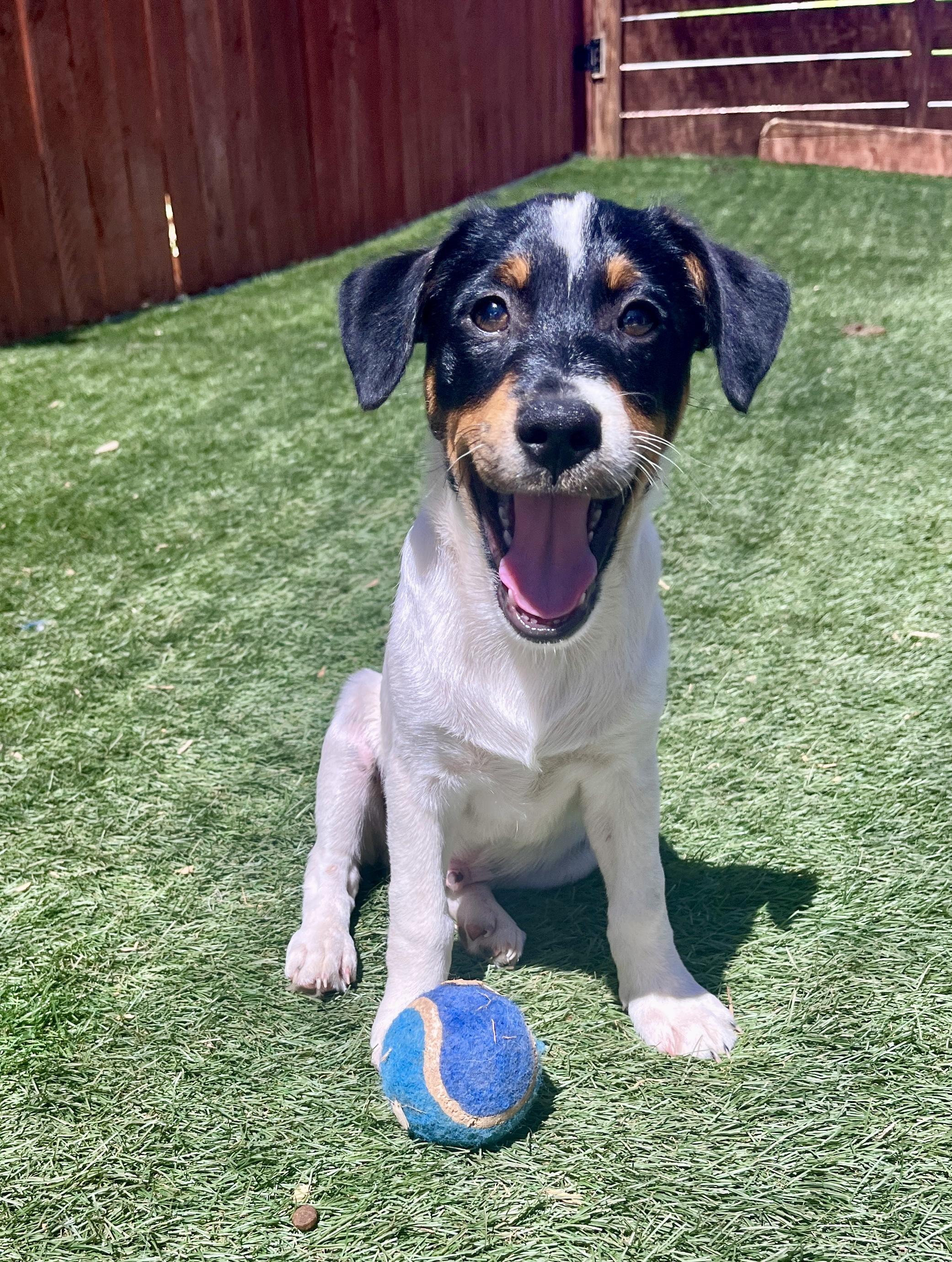 Enlarge John David, a ADOPTABLE mixed breed in El Cajon, CA image 3/4