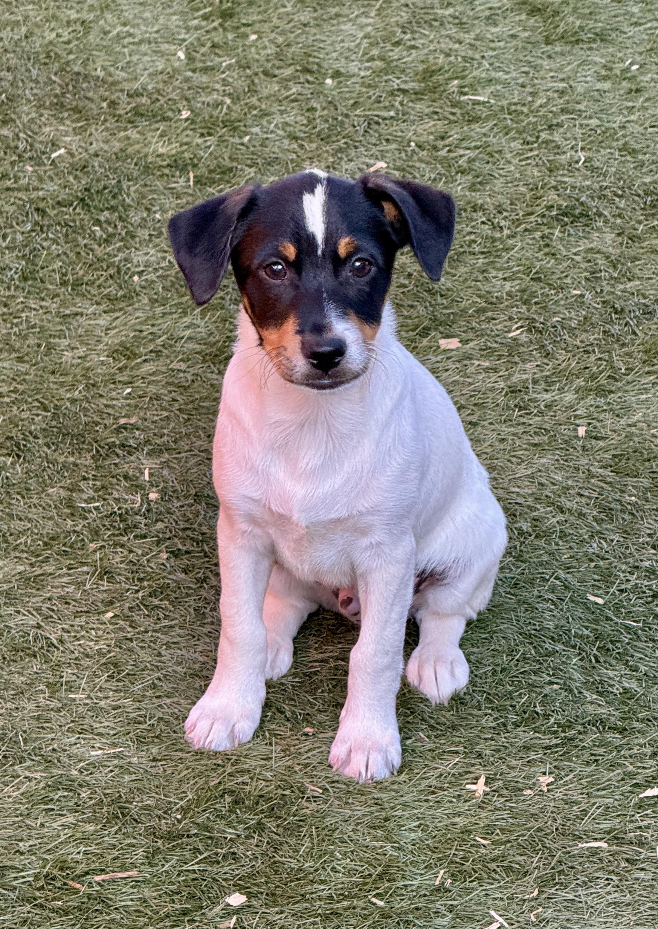 Enlarge John David, a ADOPTABLE mixed breed in El Cajon, CA image 2/4