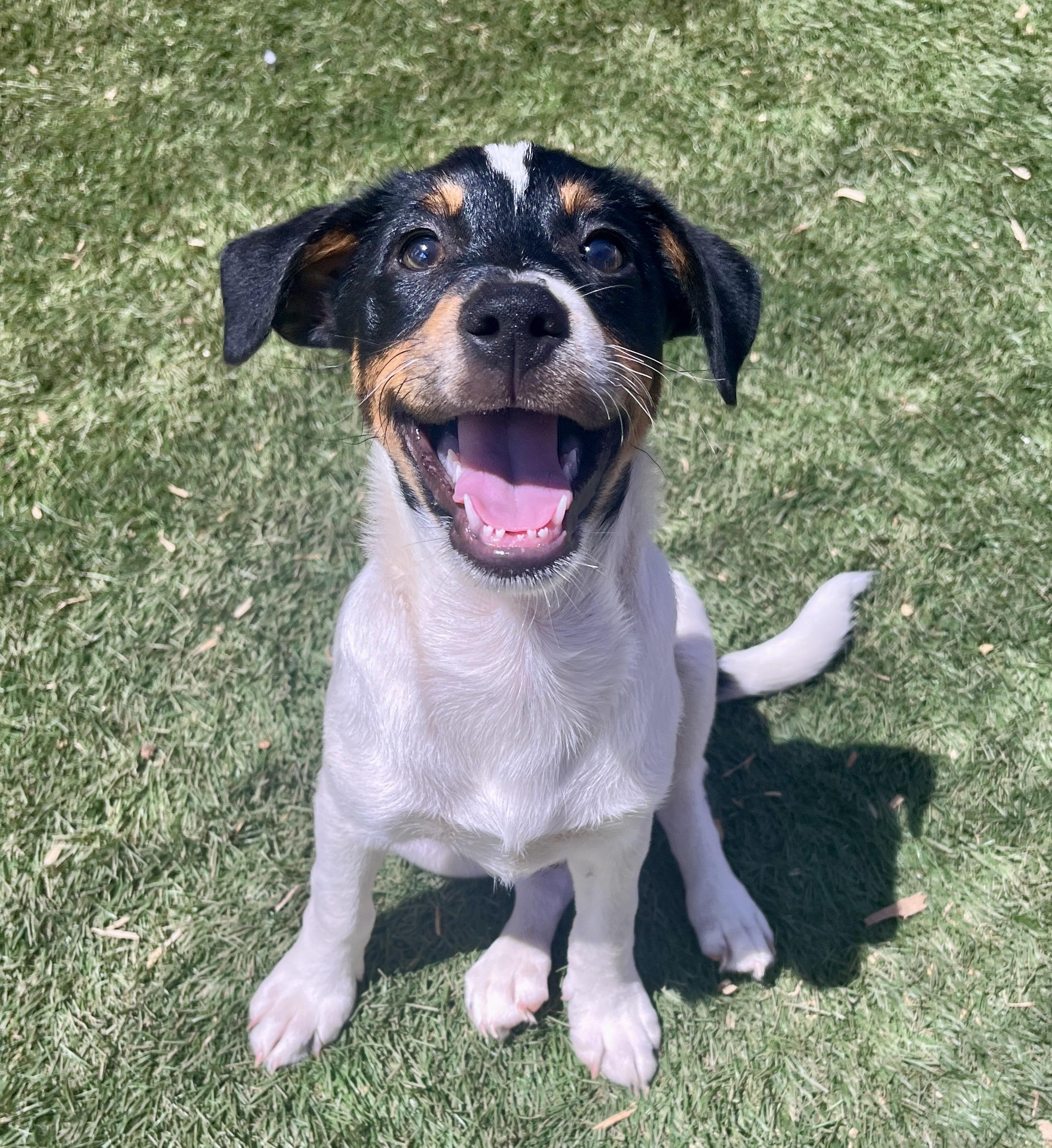 John David, ADOPTABLE, Puppy Male Jack Russell Terrier.