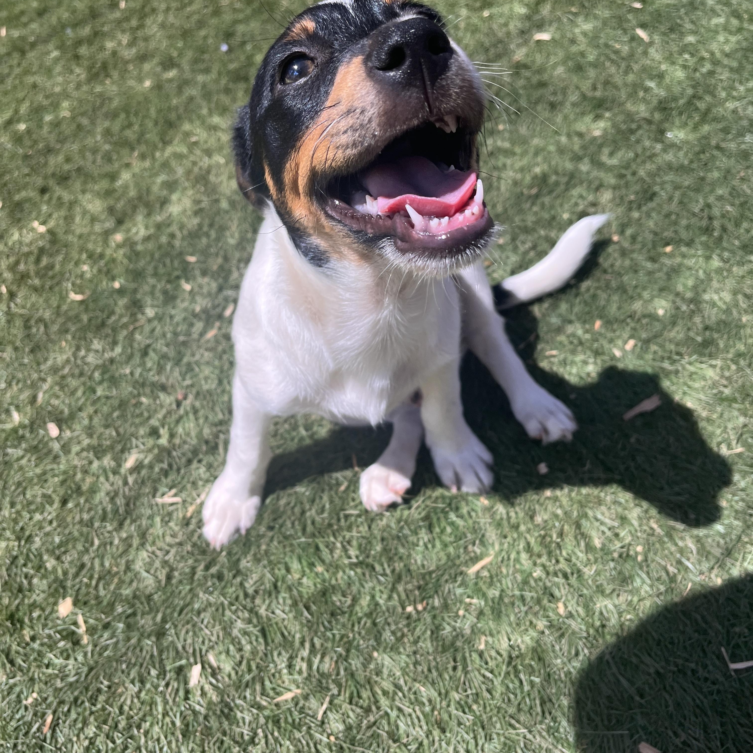 Enlarge John David, a ADOPTABLE mixed breed in El Cajon, CA image 4/4
