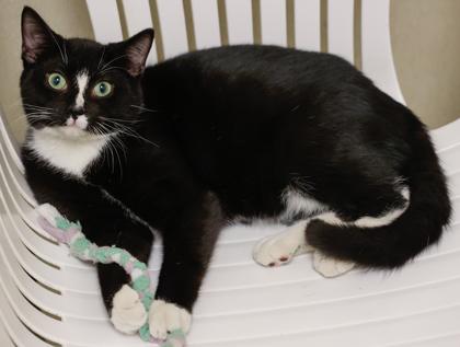 Enlarge Jester, a Adoptable mixed breed in Baraboo, WI image 1/3