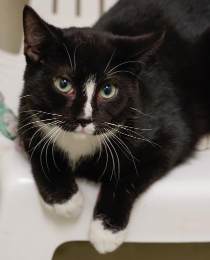 Enlarge Jester, a Adoptable mixed breed in Baraboo, WI image 2/3