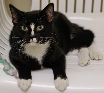 Enlarge Jester, a Adoptable mixed breed in Baraboo, WI image 3/3