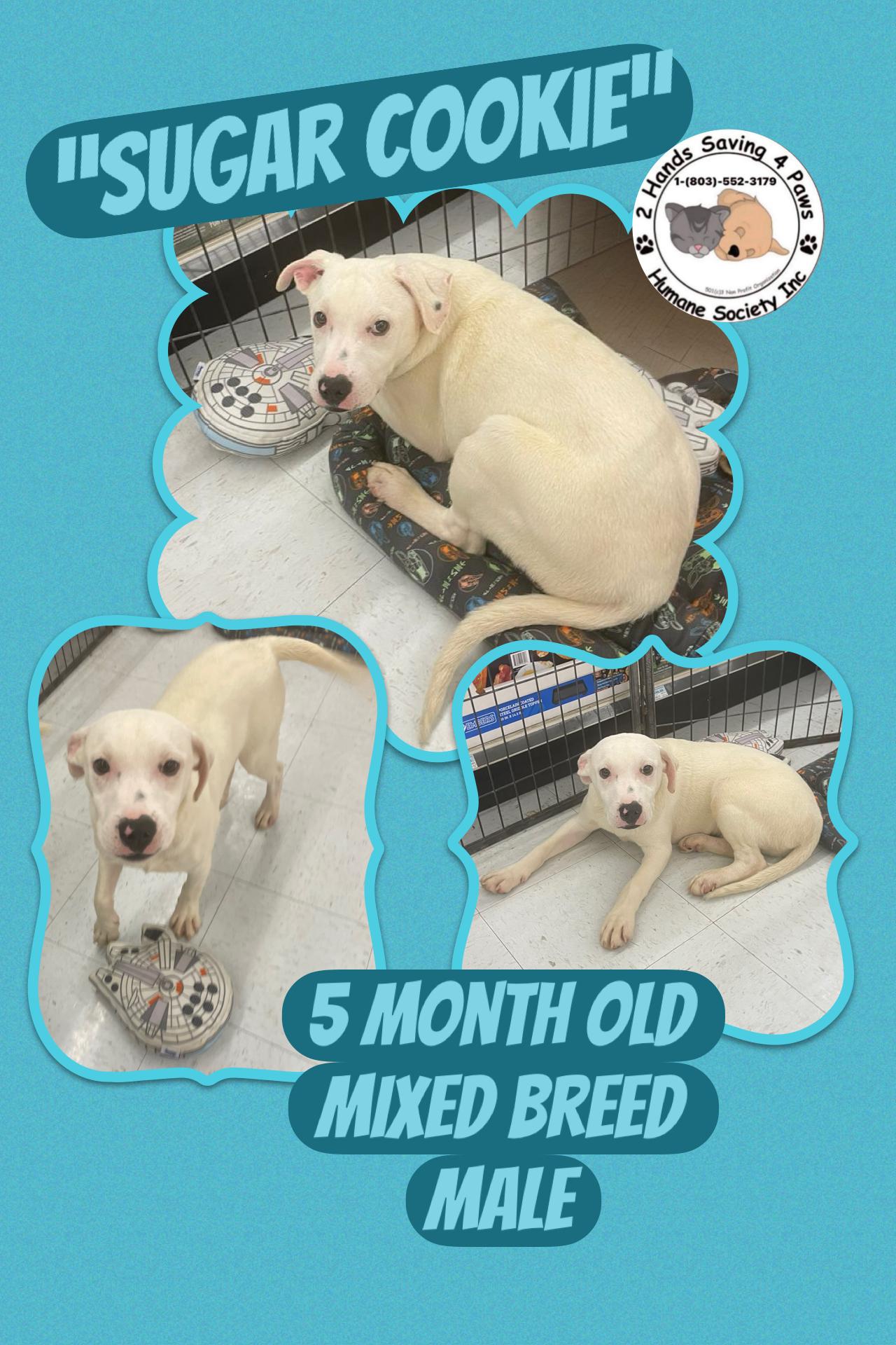 SugarCookie, ADOPTABLE, Young Male Labrador Retriever.