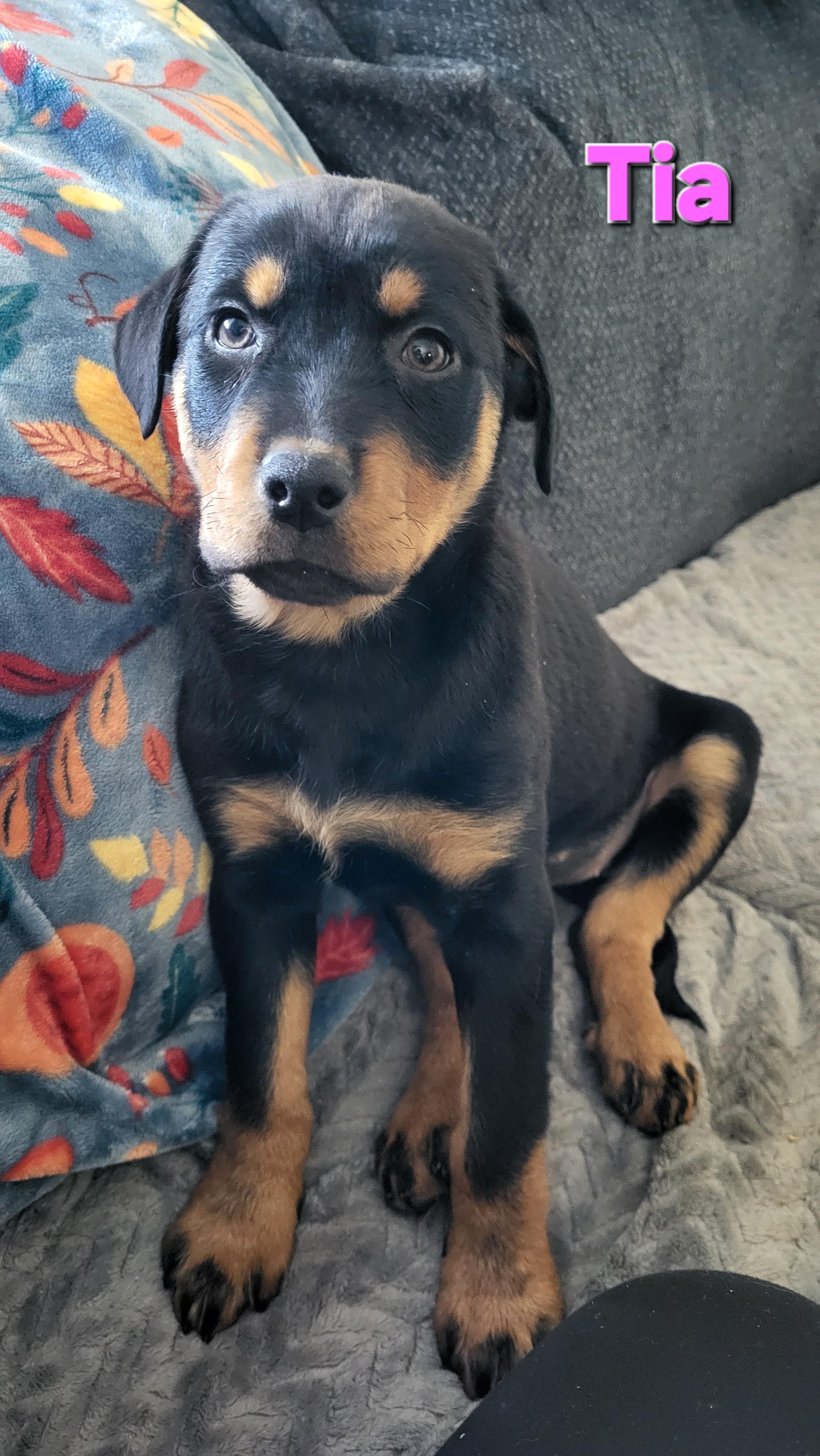 Enlarge Tia, an adopted Rottweiler in Davison, MI image 1/1