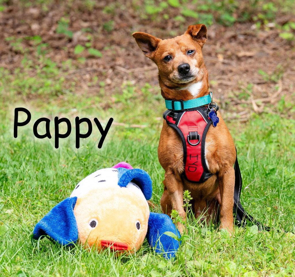 Pappy, a Adoptable mixed breed in Ellijay, GA image 1/3