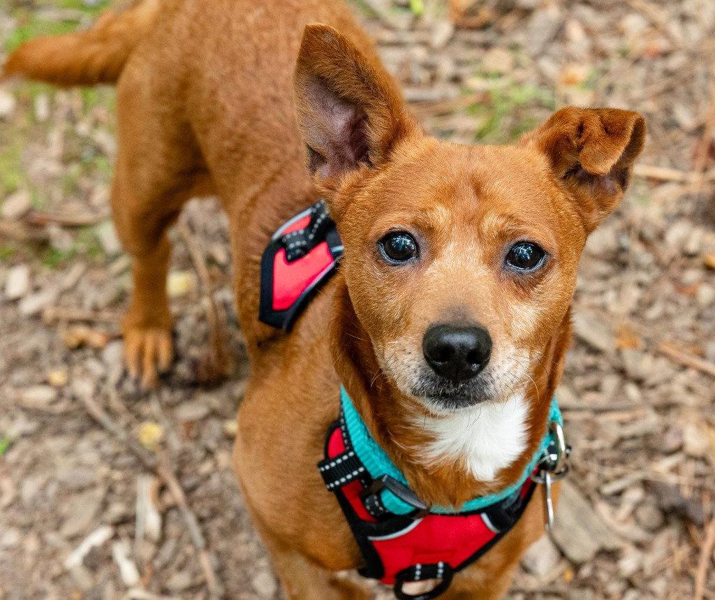 Pappy, a Adoptable mixed breed in Ellijay, GA image 2/3