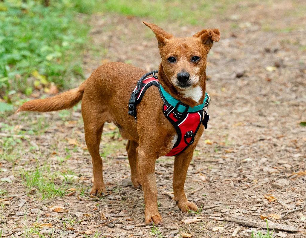 Pappy, a Adoptable mixed breed in Ellijay, GA image 3/3