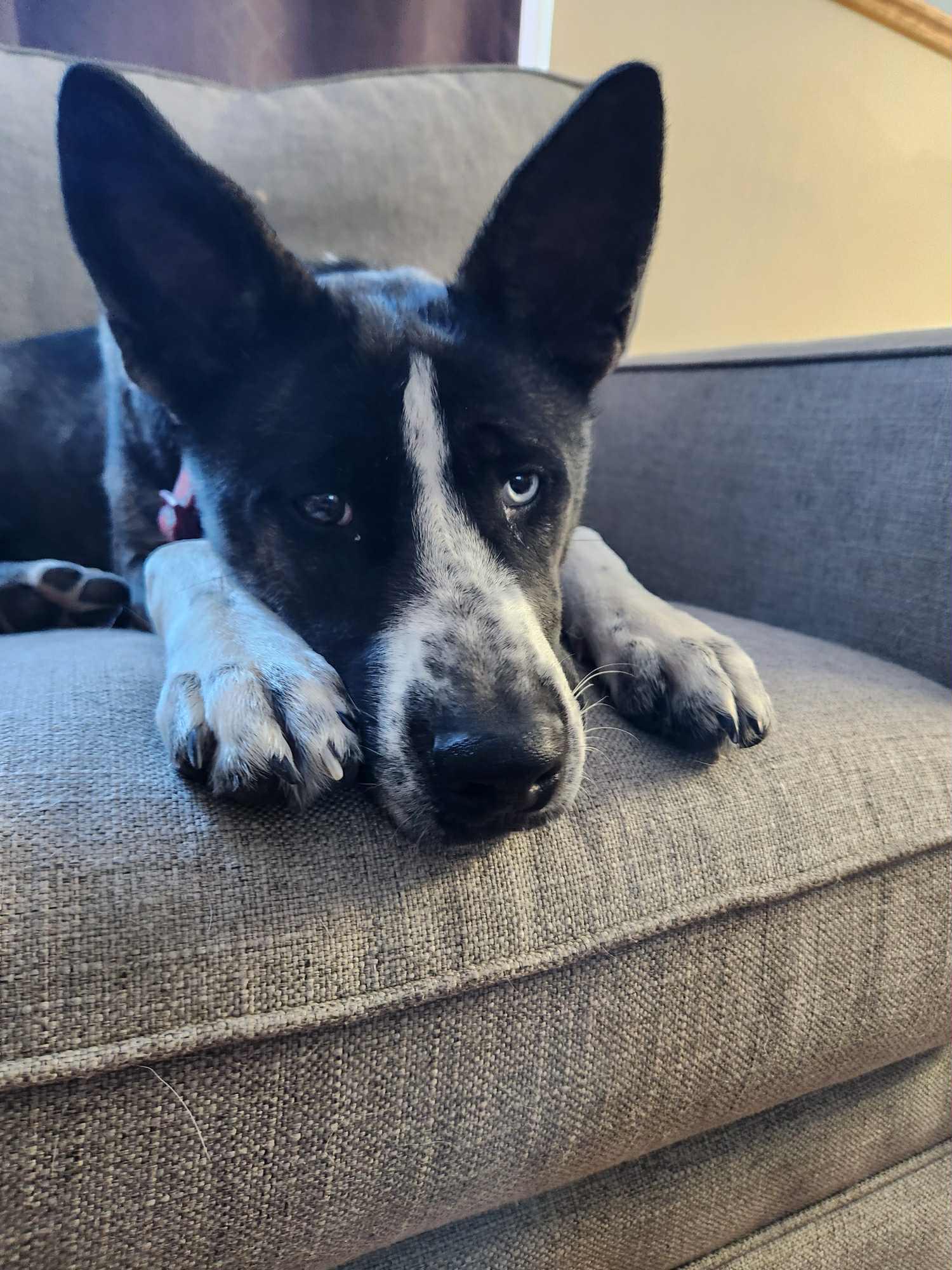 Gia, a ADOPTABLE mixed breed in South Elgin, IL image 1/5