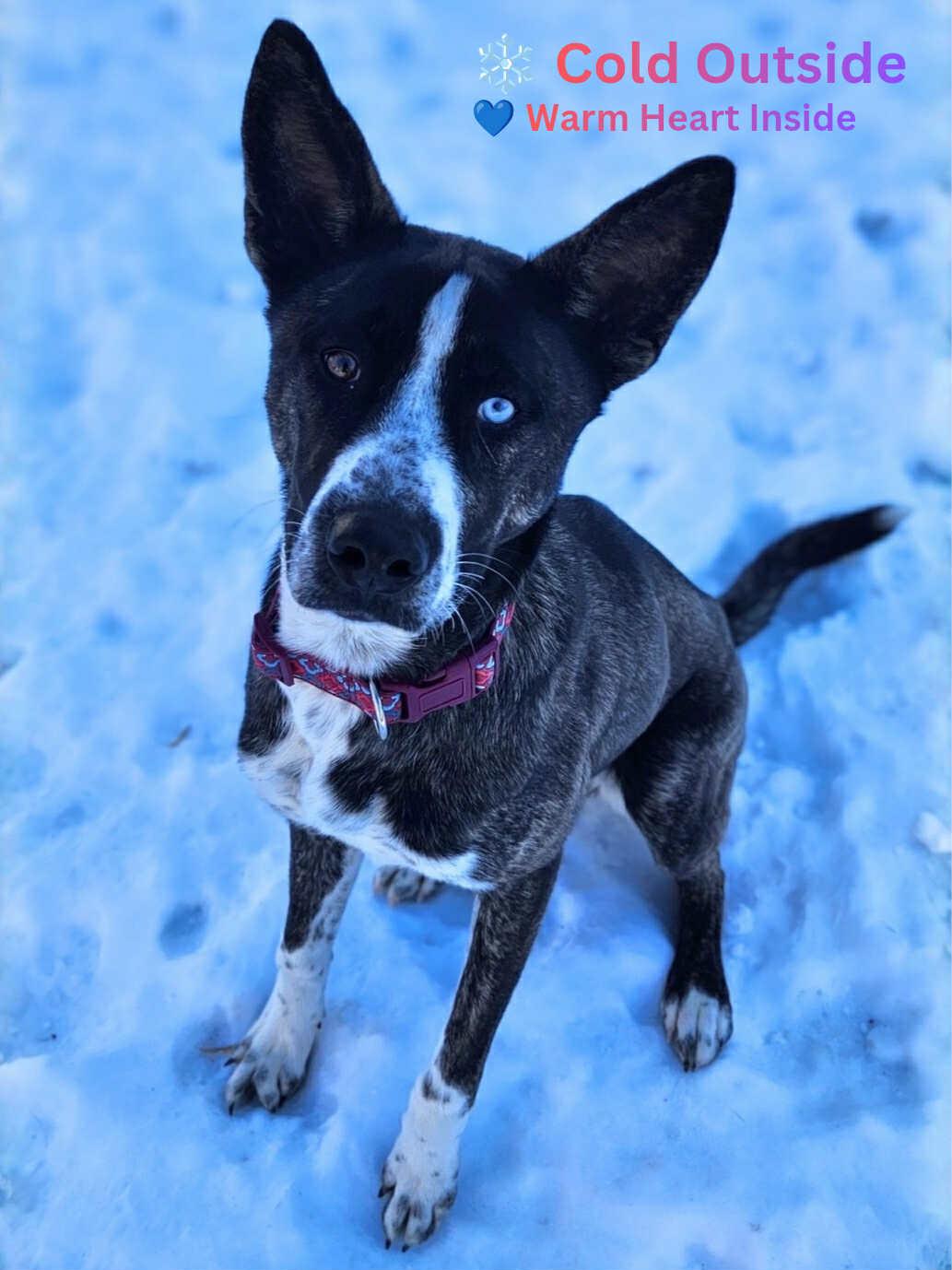 Gia, a ADOPTABLE mixed breed in South Elgin, IL image 2/5