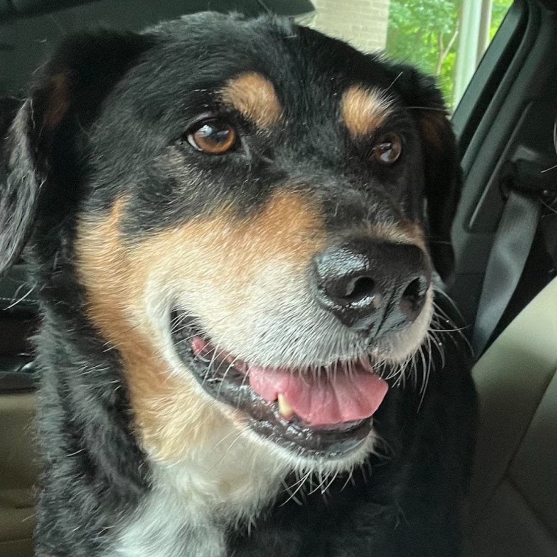 GORDON, an adoptable mixed breed in Austin, TX image 4/6