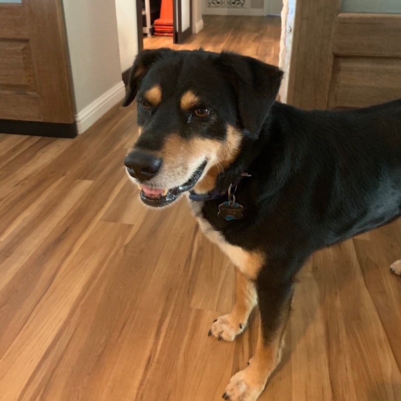 GORDON, an adoptable mixed breed in Austin, TX image 5/6