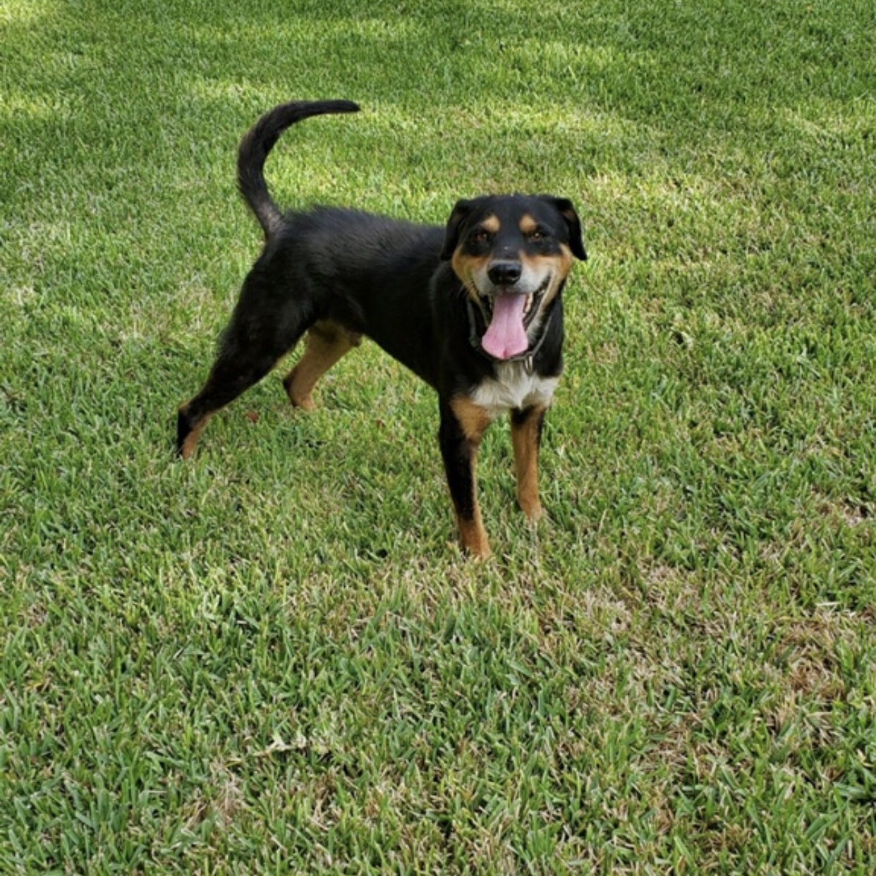 GORDON, an adoptable mixed breed in Austin, TX image 1/6