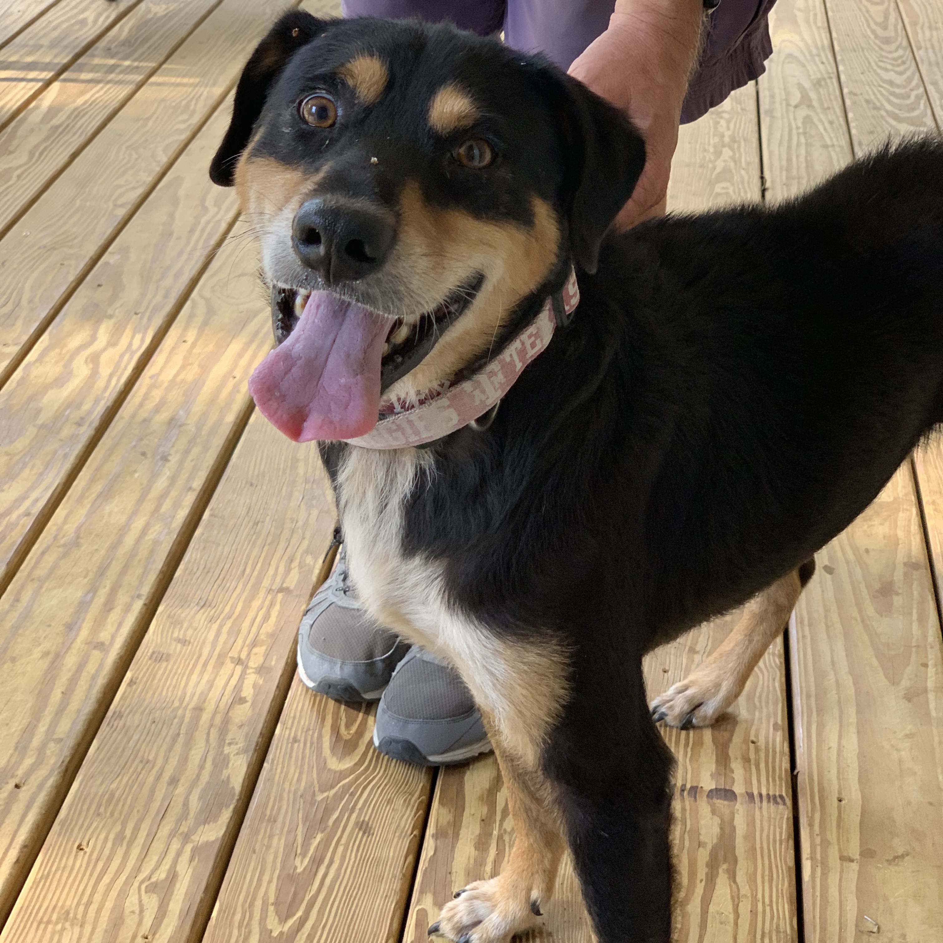 GORDON, an adoptable mixed breed in Austin, TX image 3/6