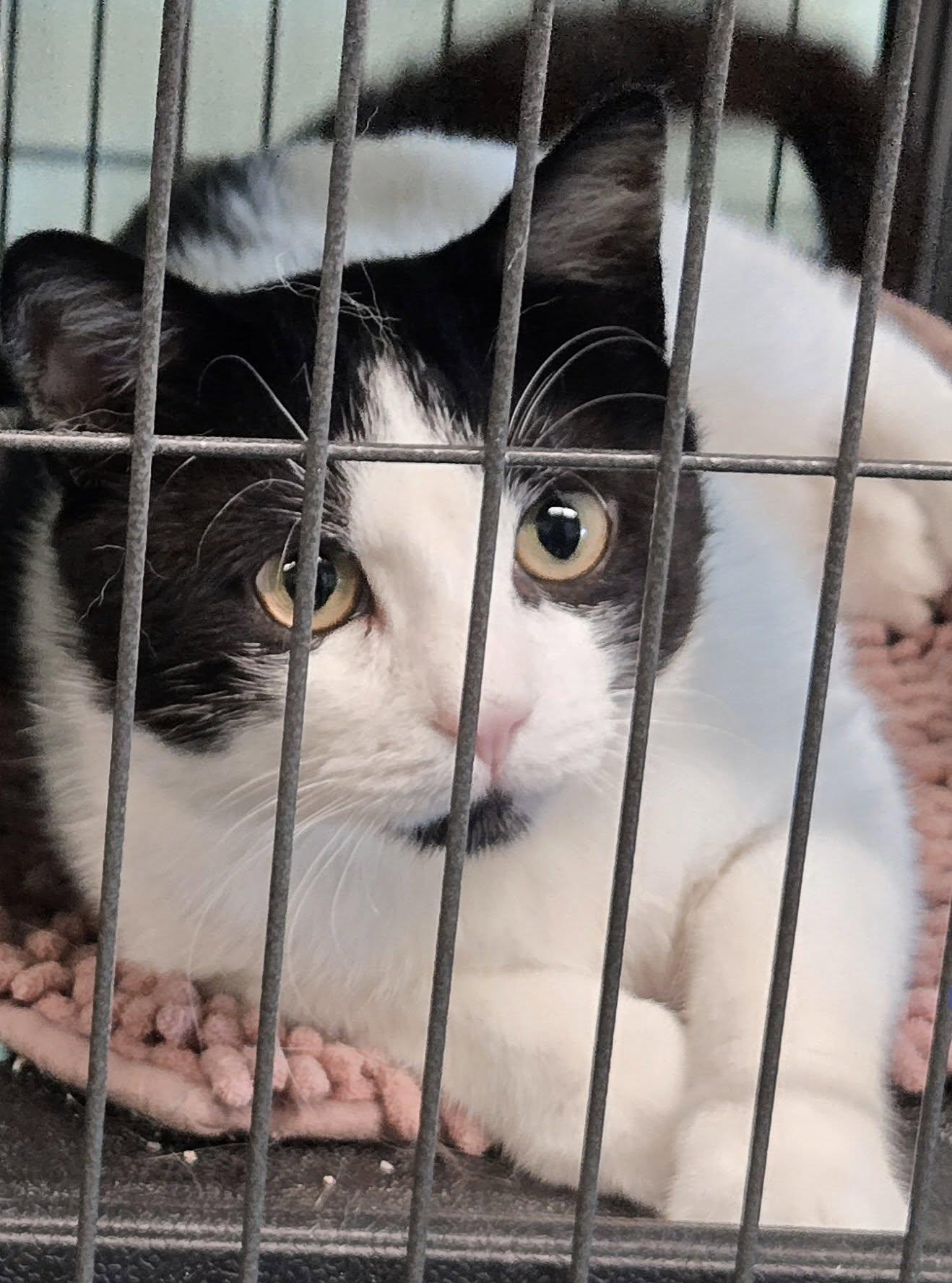 Enlarge Taso, a Adopted Domestic Short Hair in Caribou, ME image 1/1