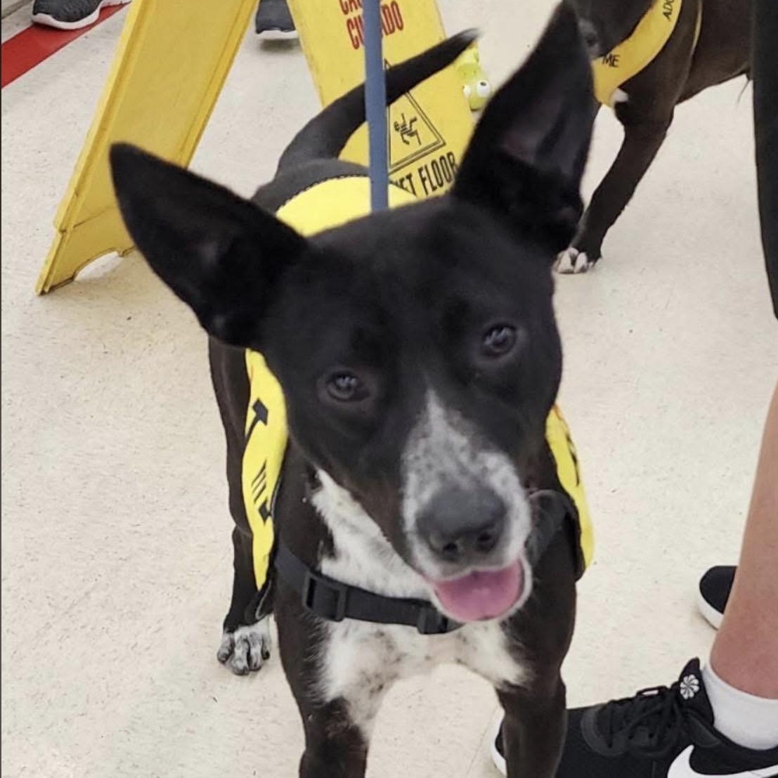 Enlarge Tony, a ADOPTABLE mixed breed in Tullahoma, TN image 1/2