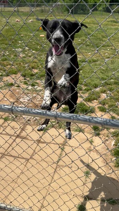 Enlarge Tony, a ADOPTABLE mixed breed in Tullahoma, TN video 2/2