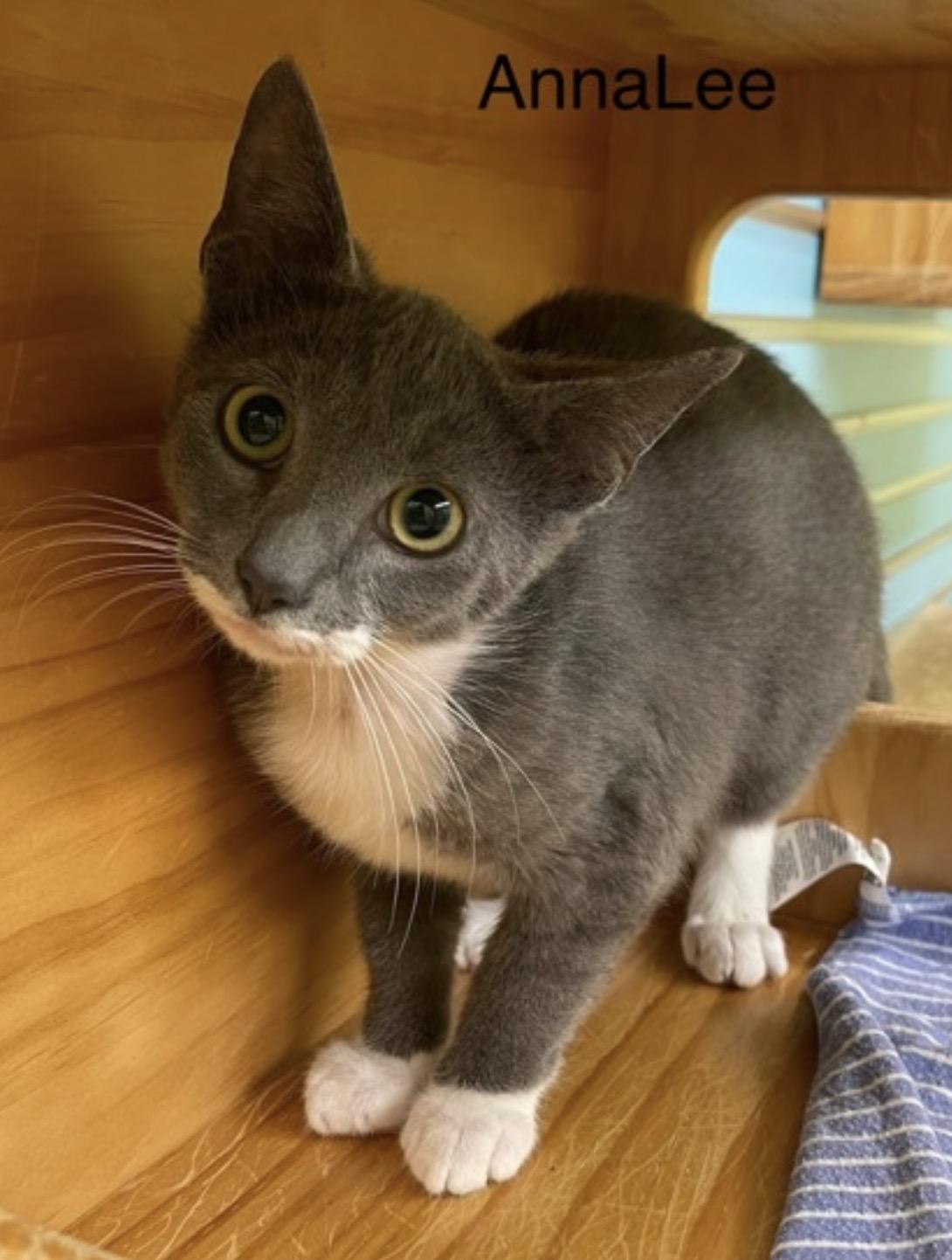 Annalee , a ADOPTABLE Domestic Short Hair in Pawleys Island, SC image 2/2