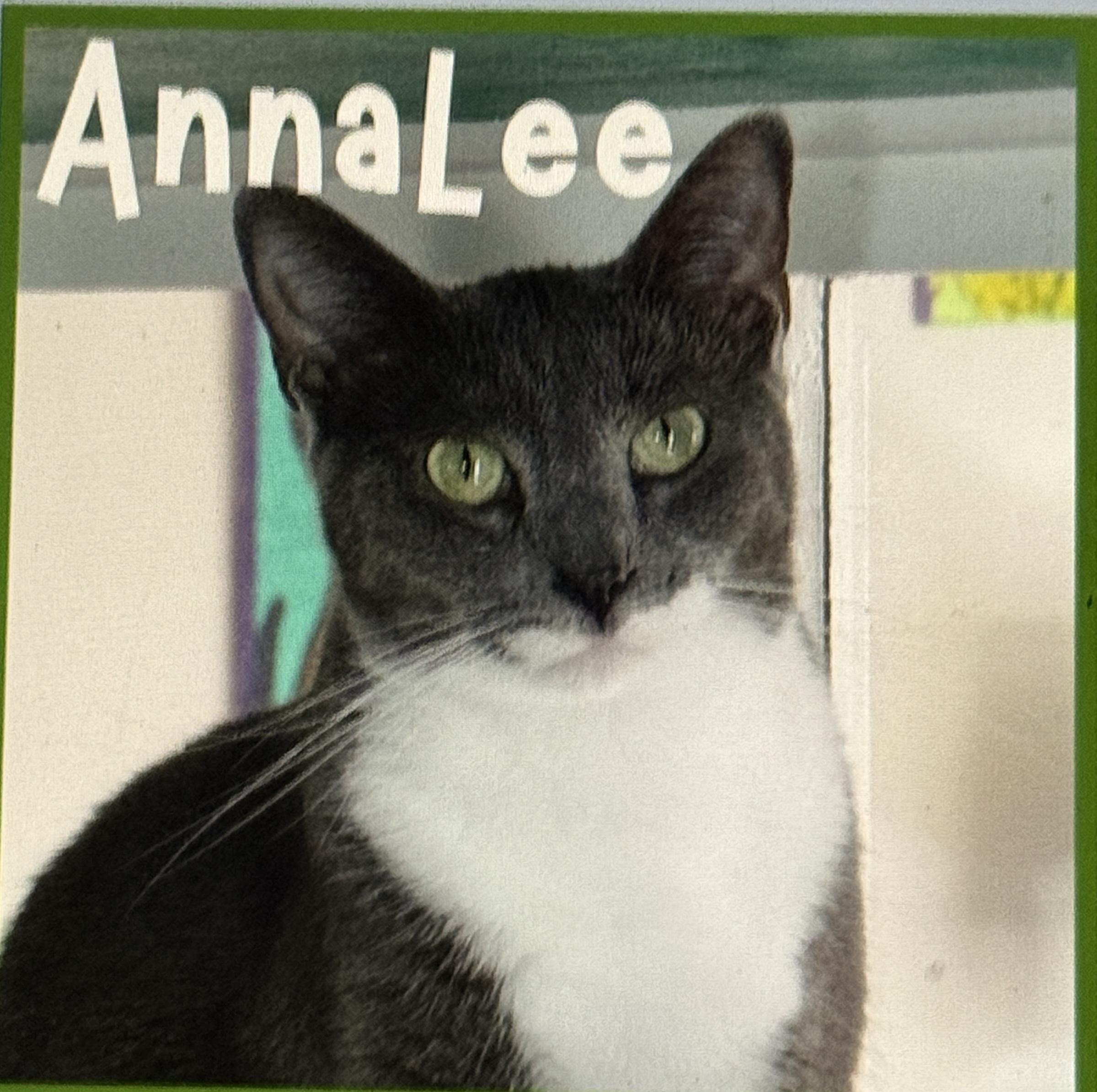Annalee , a ADOPTABLE Domestic Short Hair in Pawleys Island, SC image 1/2