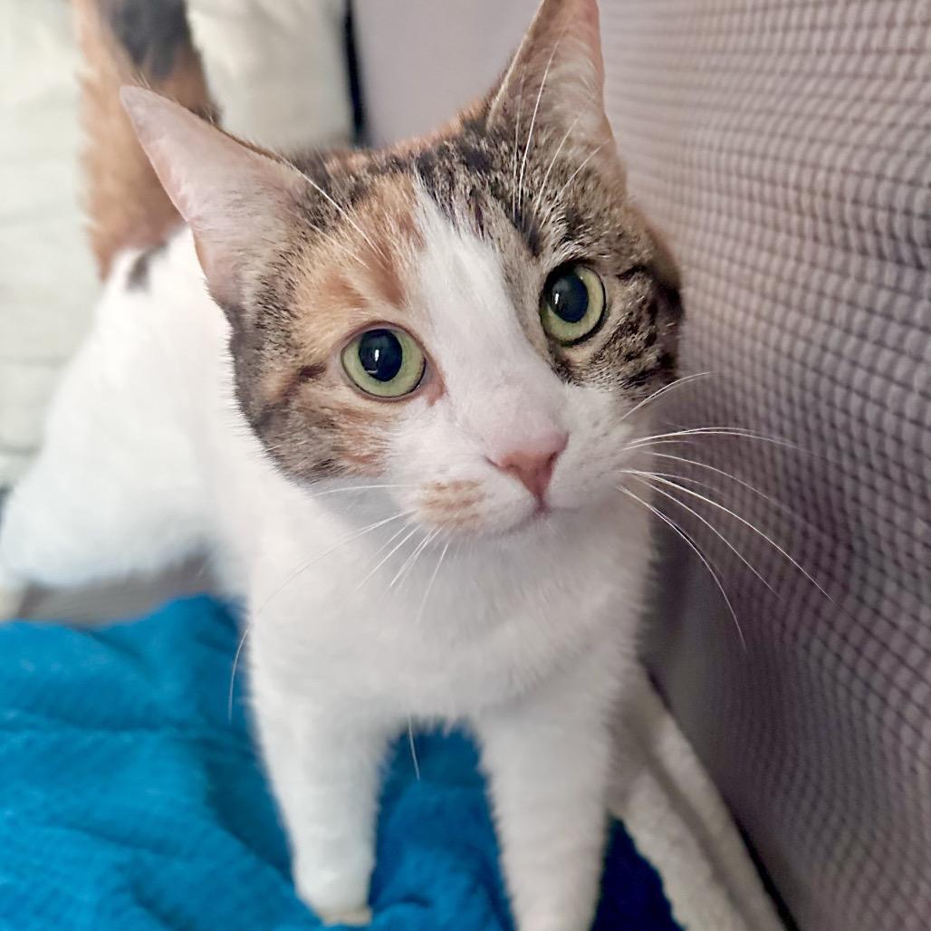 Hadassa (In Foster), Adoptable, Adult Female Domestic Short Hair.