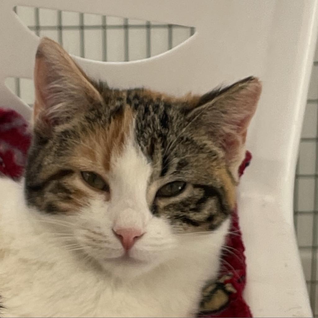 Hadassa (In Foster Care), Adoptable, Adult Female Domestic Short Hair.