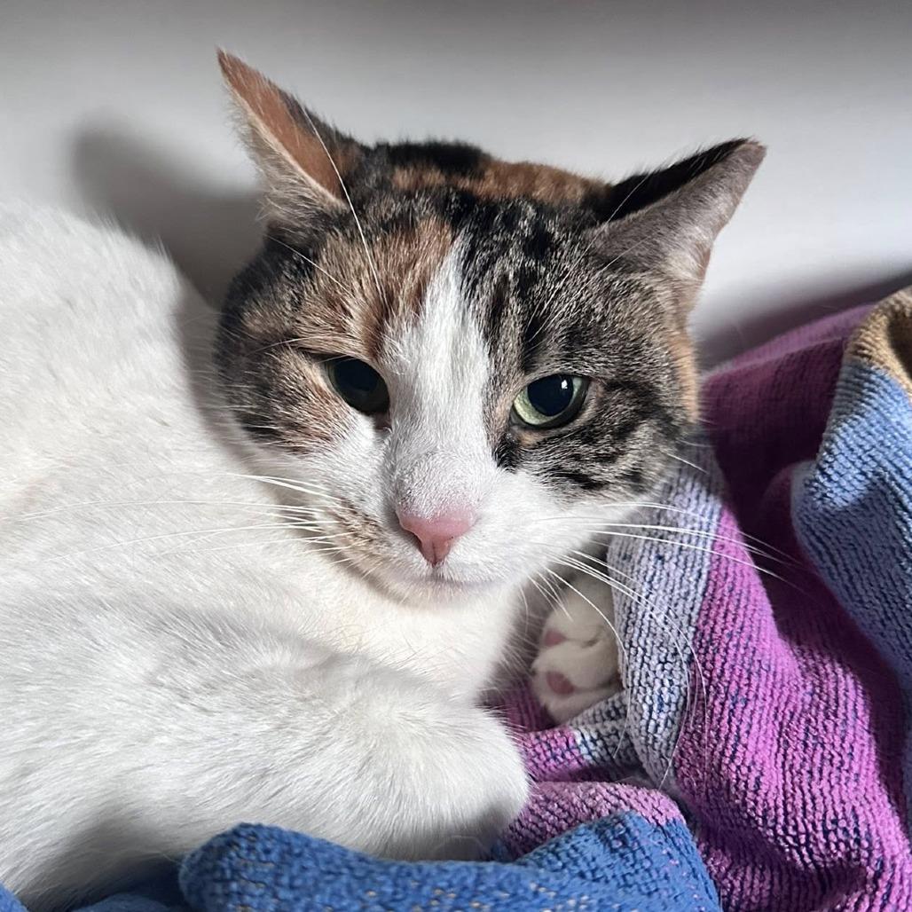 Enlarge Hadassa (In Foster Care), a Adoptable Domestic Short Hair in East Smithfield , PA image 2/6