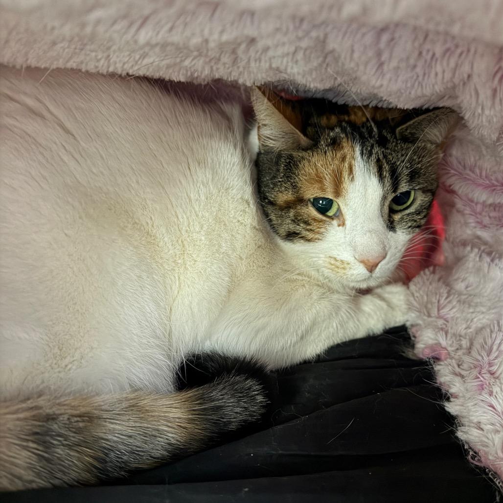 Enlarge Hadassa (In Foster Care), a Adoptable Domestic Short Hair in East Smithfield , PA image 3/6