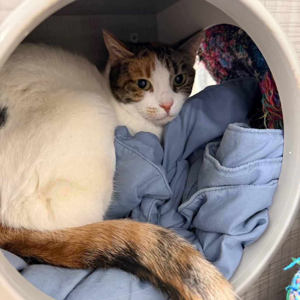 Enlarge Hadassa (In Foster Care), a Adoptable Domestic Short Hair in East Smithfield , PA image 4/6