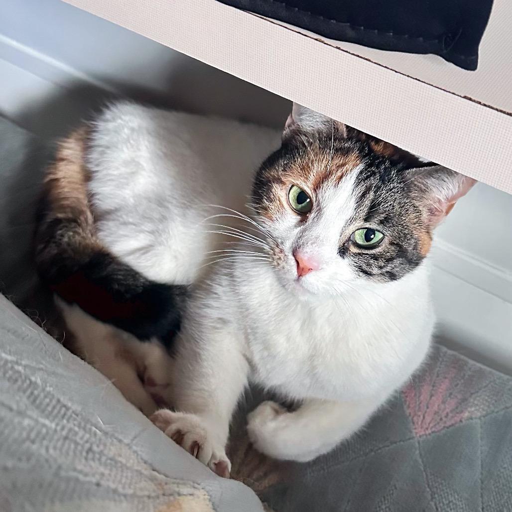 Enlarge Hadassa (In Foster Care), a Adoptable Domestic Short Hair in East Smithfield , PA image 4/6