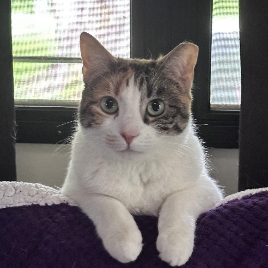 Hadassa (Ithaca Petsmart), a Adoptable Domestic Short Hair in East Smithfield , PA image 4/6