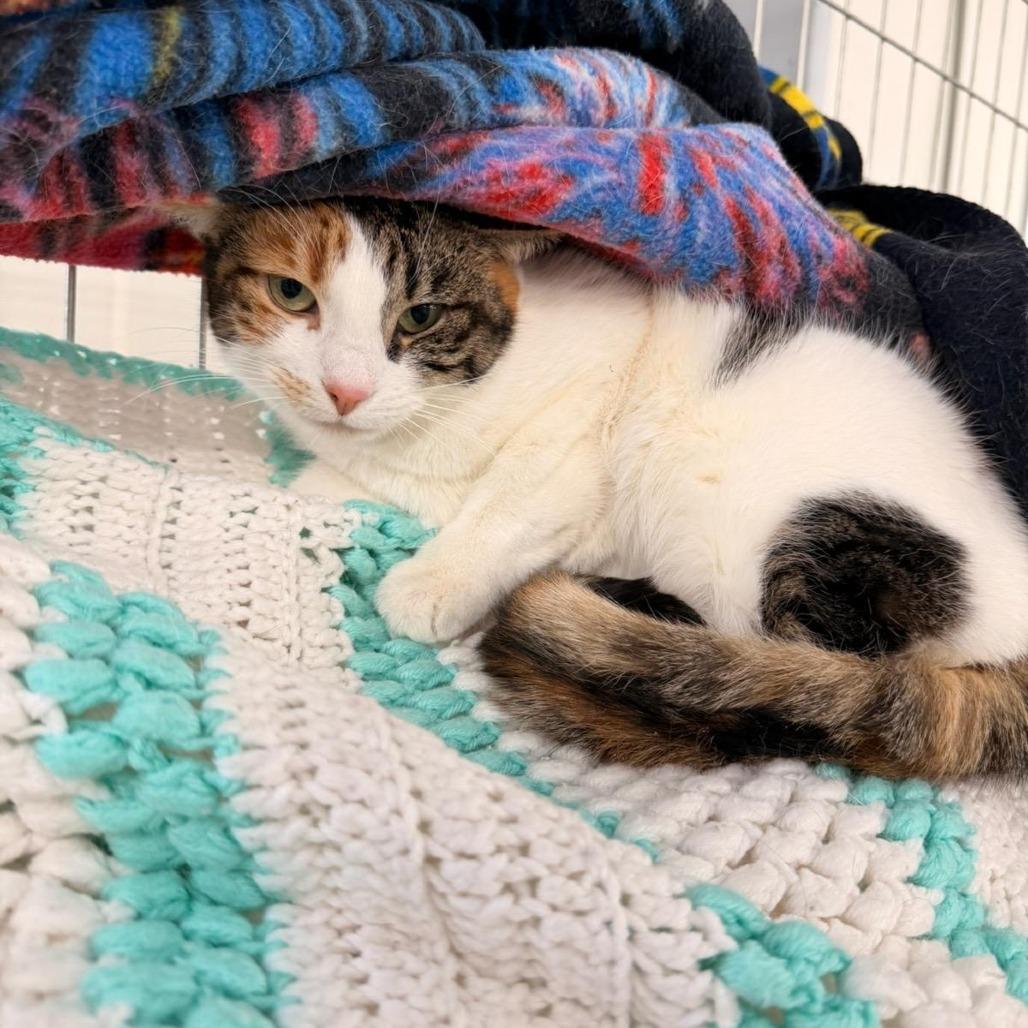 Enlarge Hadassa (In Foster Care), a Adoptable Domestic Short Hair in East Smithfield , PA image 5/6