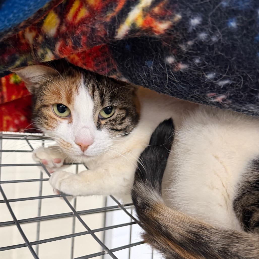 Enlarge Hadassa (In Foster Care), a Adoptable Domestic Short Hair in East Smithfield , PA image 6/6