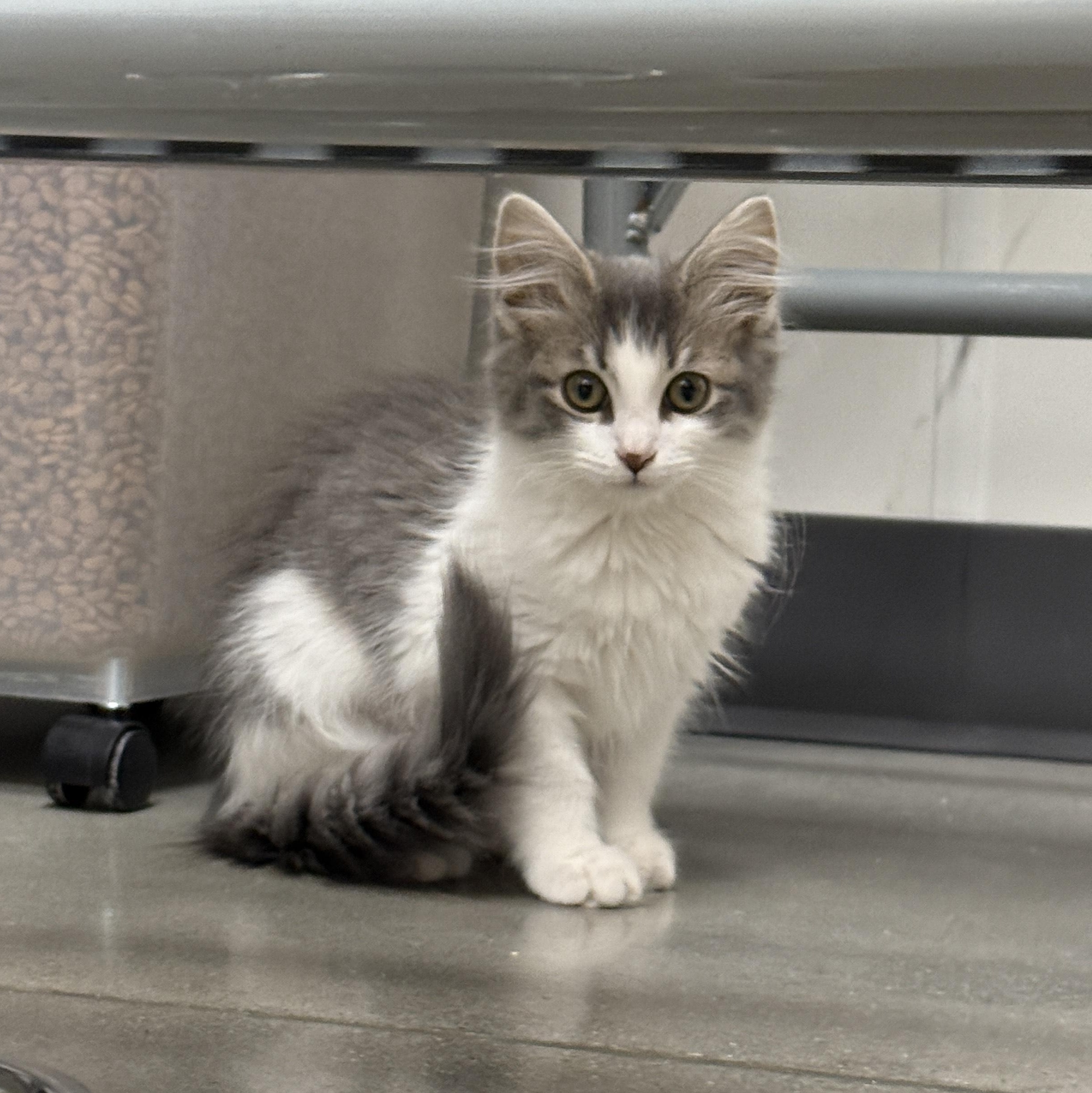 Belinda Cratchit thumbnail 3