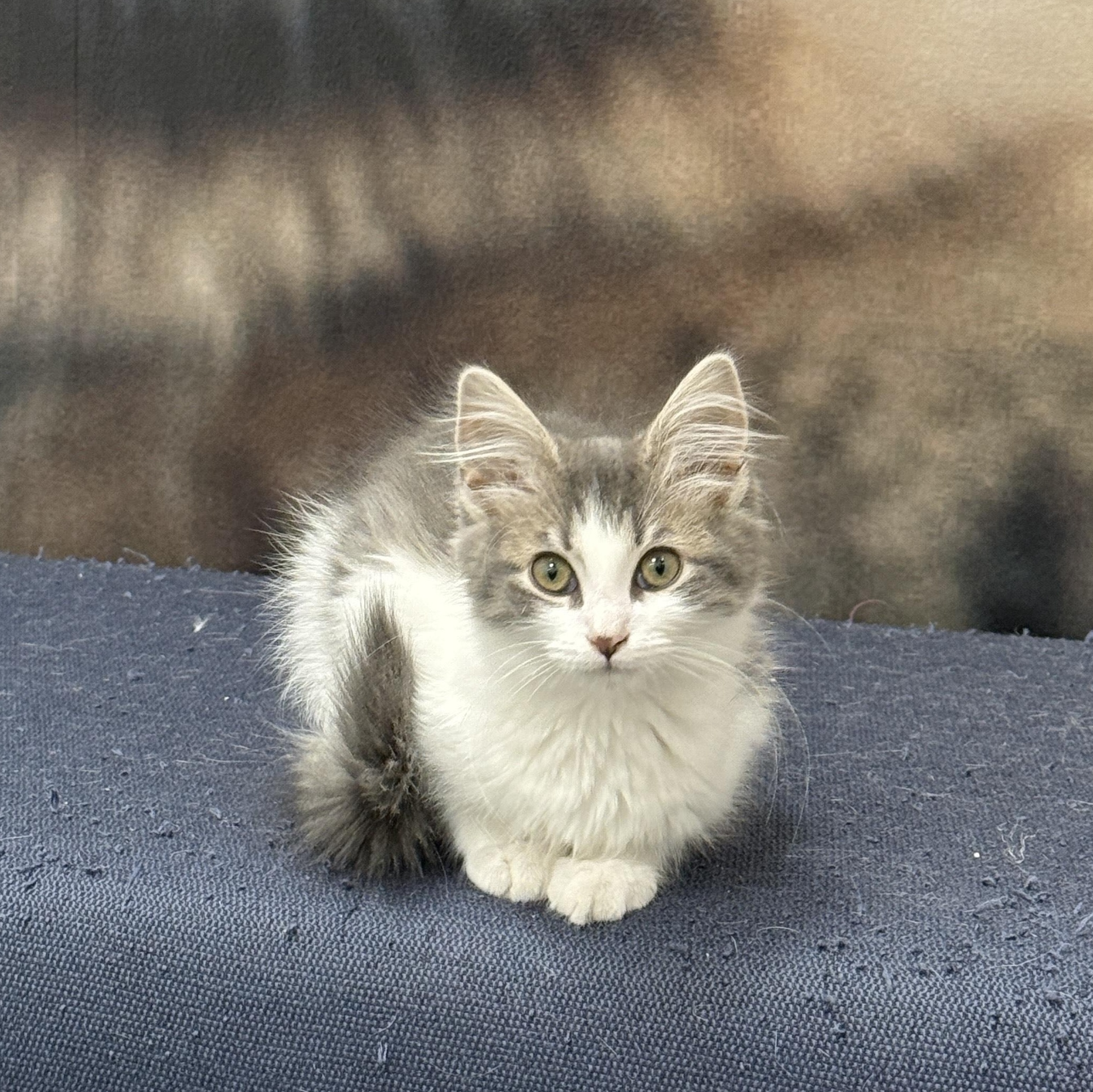 Belinda Cratchit thumbnail 5