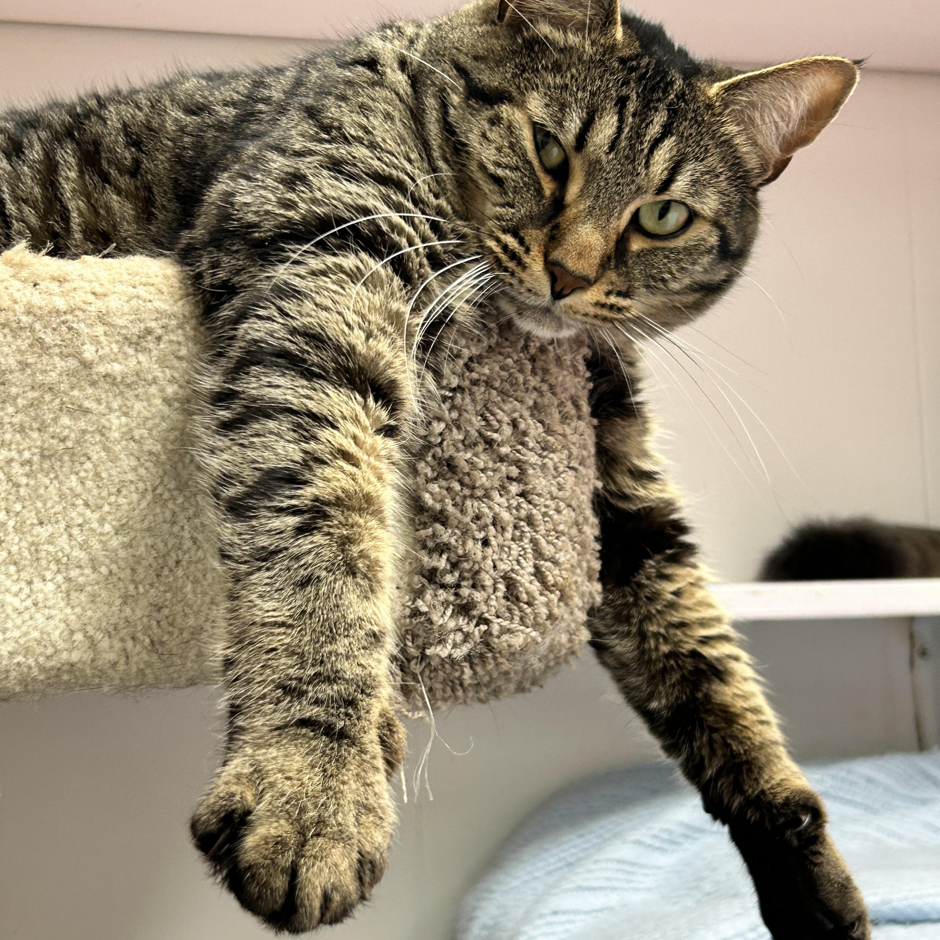 Dane (Bonded with Paul), ADOPTABLE, Adult Male Domestic Short Hair.